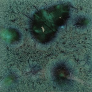 CG713 - Peacock Green 