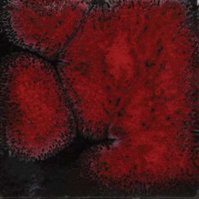 CG779 - Black Opal 