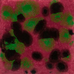 CG1005 - Maroon Lagoon