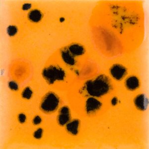 CG1013-Papaya