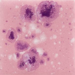 CG1014-Pink Plum